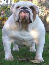 English bulldog : CH Buck and sons Untouchable